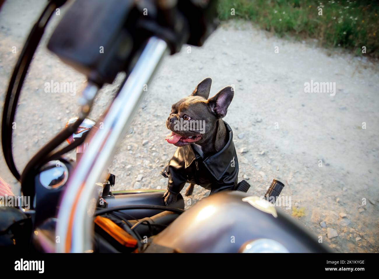 Französische Bulldogge mit Motorrad. Stilvoller Hund. Modisches Haustier Stockfoto