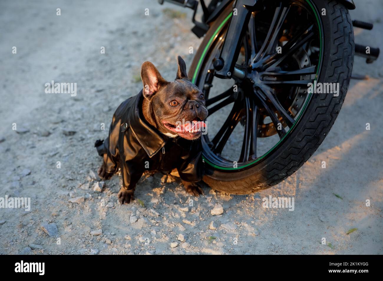 Französische Bulldogge mit Motorrad. Stilvoller Hund. Modisches Haustier Stockfoto