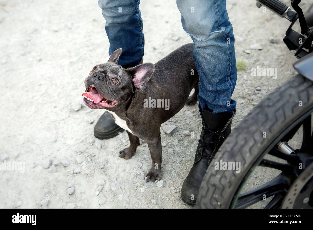 Französische Bulldogge mit Motorrad. Stilvoller Hund. Modisches Haustier Stockfoto