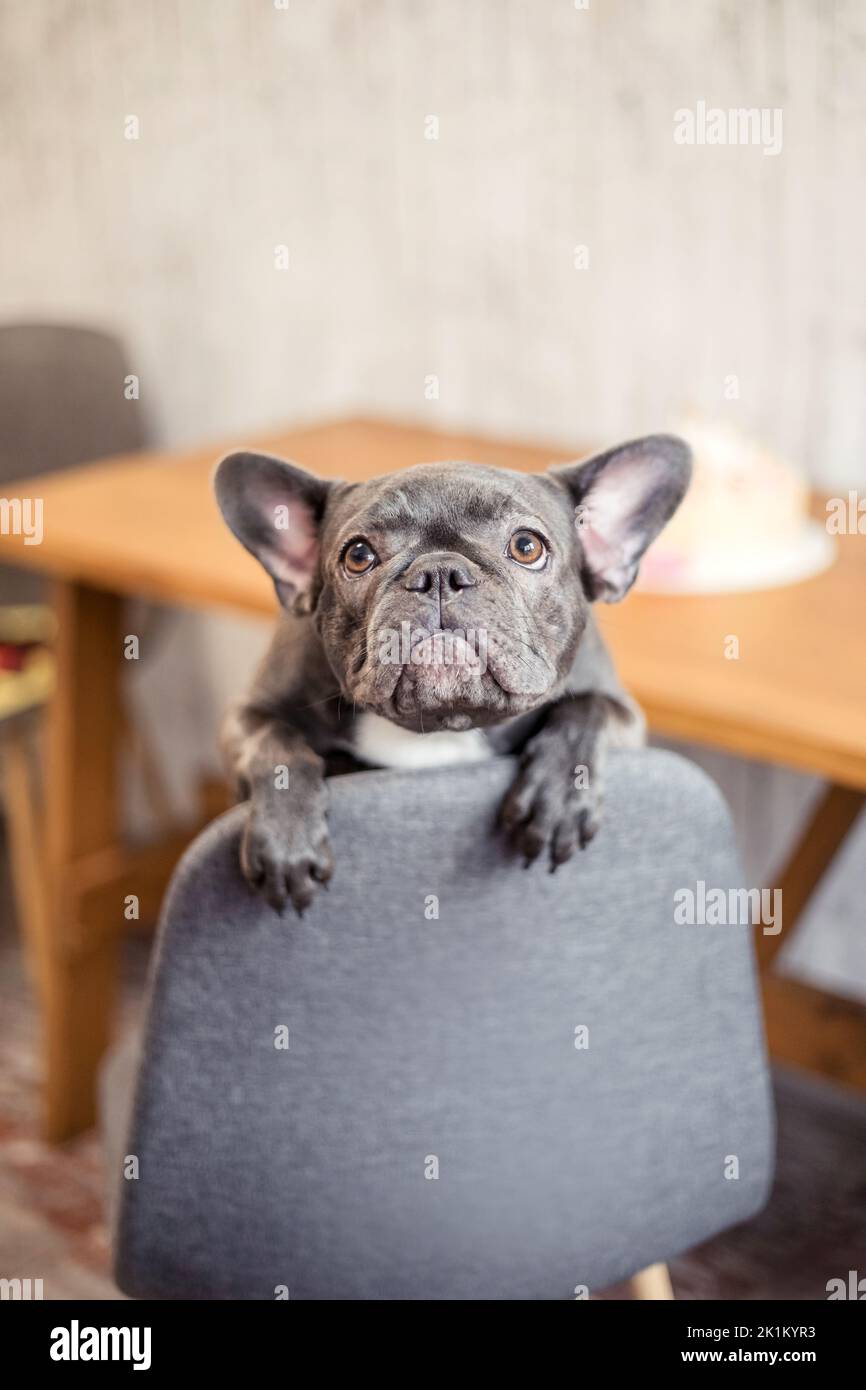 Hundegeburtstag. Französische Bulldogge mit Geburtstagstorte. Alles Gute Zum Geburtstag Stockfoto