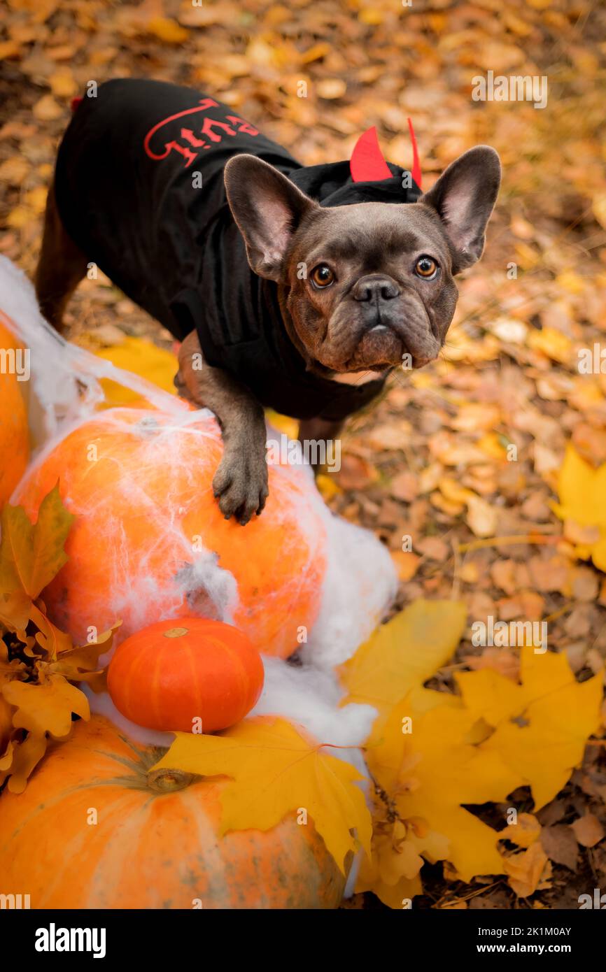 Halloween und Thanksgiving Feiertage. Hund mit Kürbissen im Wald. Niedliche Französische Bulldogge. Hundekostüm für Halloween Stockfoto