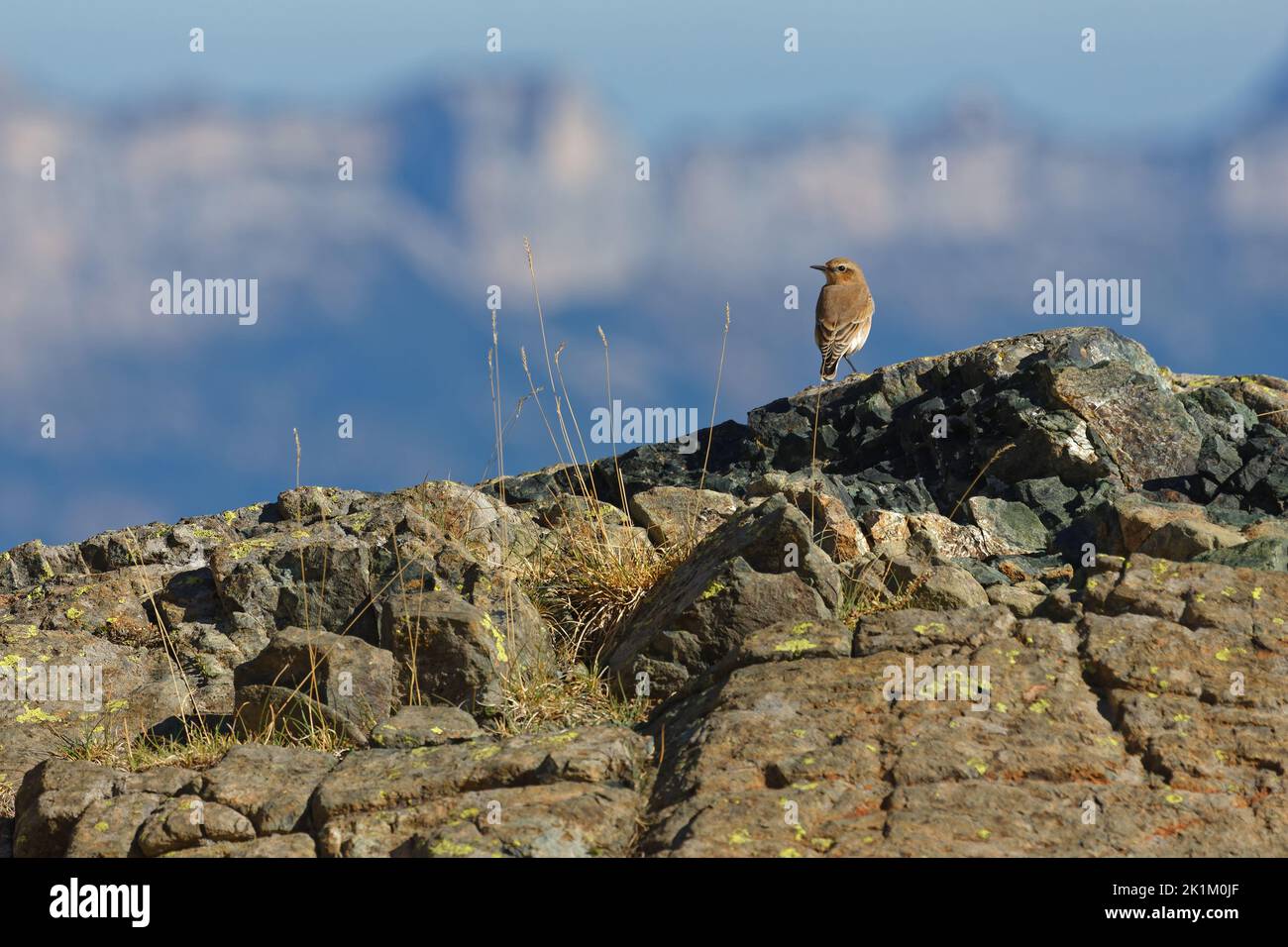 Nördliches Ährchen auf einer Klippe, mit Chartreuse-Gebirge im Hintergrund Stockfoto