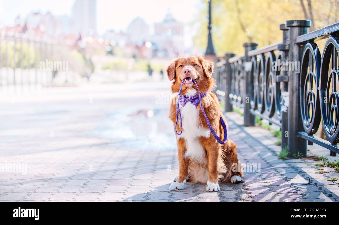 Nova Scotia Duck Tolling Retriever Hund in der Stadt. Hundehalsband und Leine. Haustierbedarf. Hundespaziergängen. Lifestyle mit Hund. Stockfoto