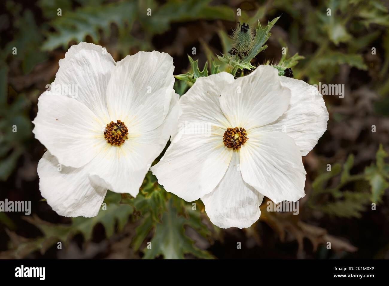 Die weißen, strukturierten Blütenblätter der Argemone platyceras oder Haubenmohn-Blüte, ein Mitglied der papaveraceae-Familie, fanden sich hauptsächlich in Mexiko. Stockfoto