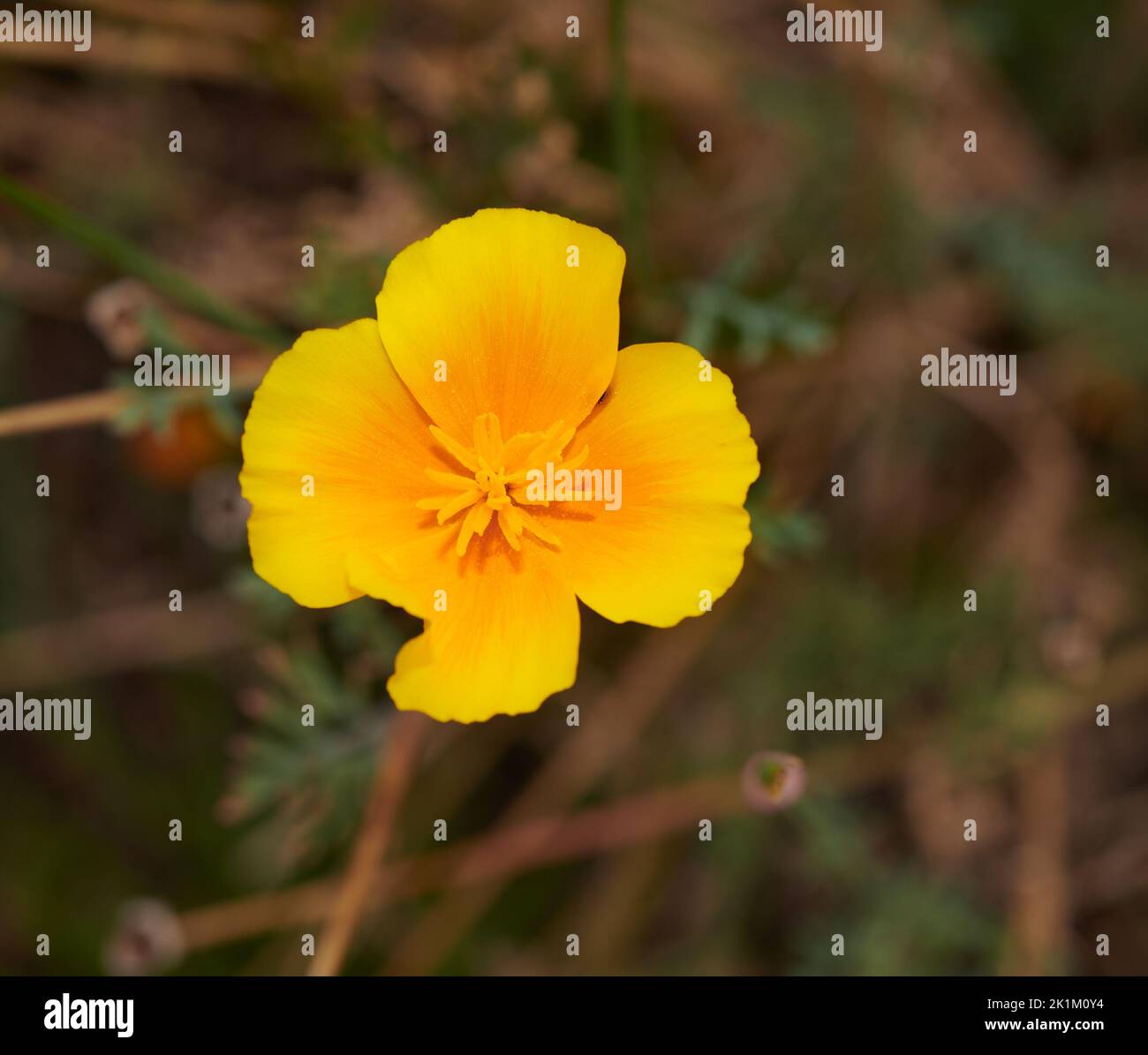 Orangefarbene und gelbe Blüte der eschschscholzia (papaver, californica), oder kalifornischer Mohn, Mitglied der papaveraceae-Familie, die größtenteils in den USA zu finden ist. Stockfoto