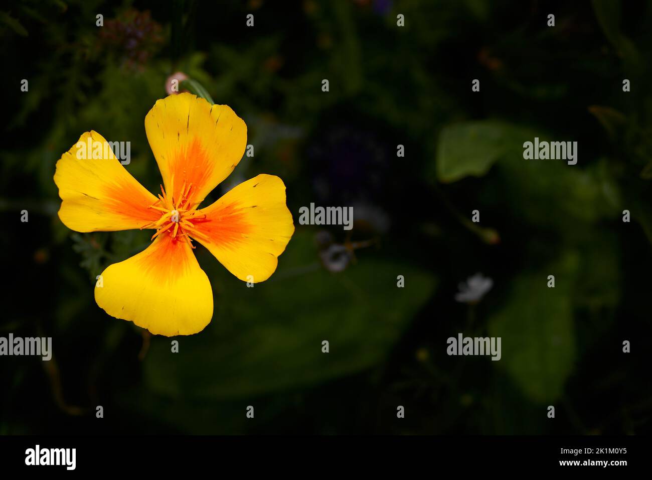 Orangefarbene und gelbe Blume der eschschscholzia papaver californica, oder kalifornischer Mohn, der zur Familie der papaveraceae gehört, fand sich größtenteils in den USA. Stockfoto