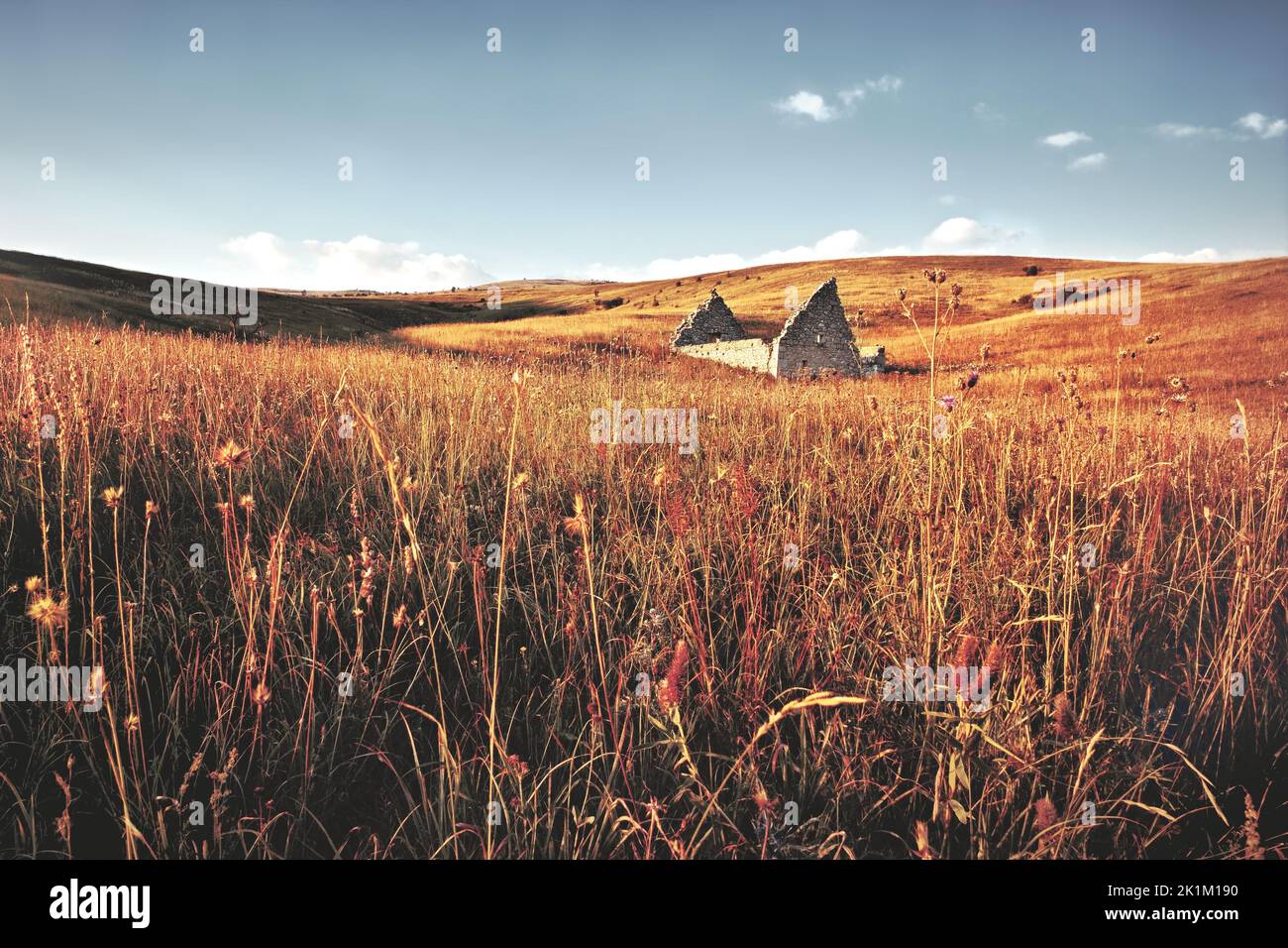 Eine schöne Aufnahme von eingestürzten Ruinen der alten Burg in einem Weizenfeld Stockfoto
