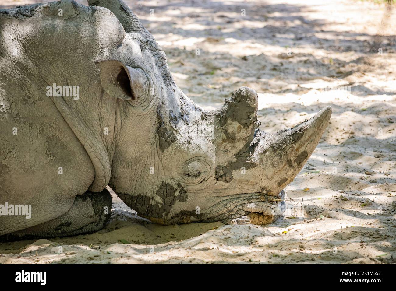 Ein großes graues Nashorn schläft, ausgestreckt auf dem Boden, seine dicke faltige Haut mit Schlamm bedeckt. Die beiden großen Hörner auf dem Kopf. Stockfoto