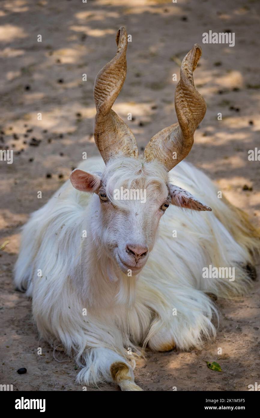 Nahaufnahme einer Girgentana-Ziege mit langen weißen Haaren und geschraubten Hörnern. Das Tier liegt auf dem Boden und schaut in die Kamera. Teleobjektiv. Stockfoto
