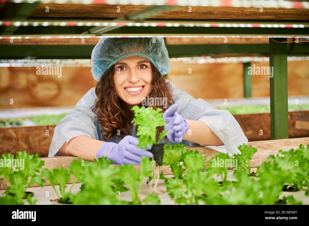 Glückliche Frau Agronomin studiert Pflanzenwachstum im Gewächshaus. Fröhliche weibliche Gärtnerin hält Topf mit grünen Blattpflanze. Stockfoto