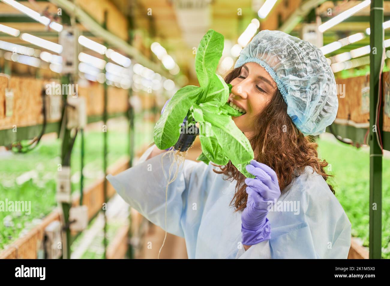 Weibliche Gärtnerin in Einwegkappe hält Topf mit grünen Blattpflanze und beißt köstliche Blatt. Frau in Gartenhandschuhen, die frisches Blattgemüse im Gewächshaus isst. Stockfoto