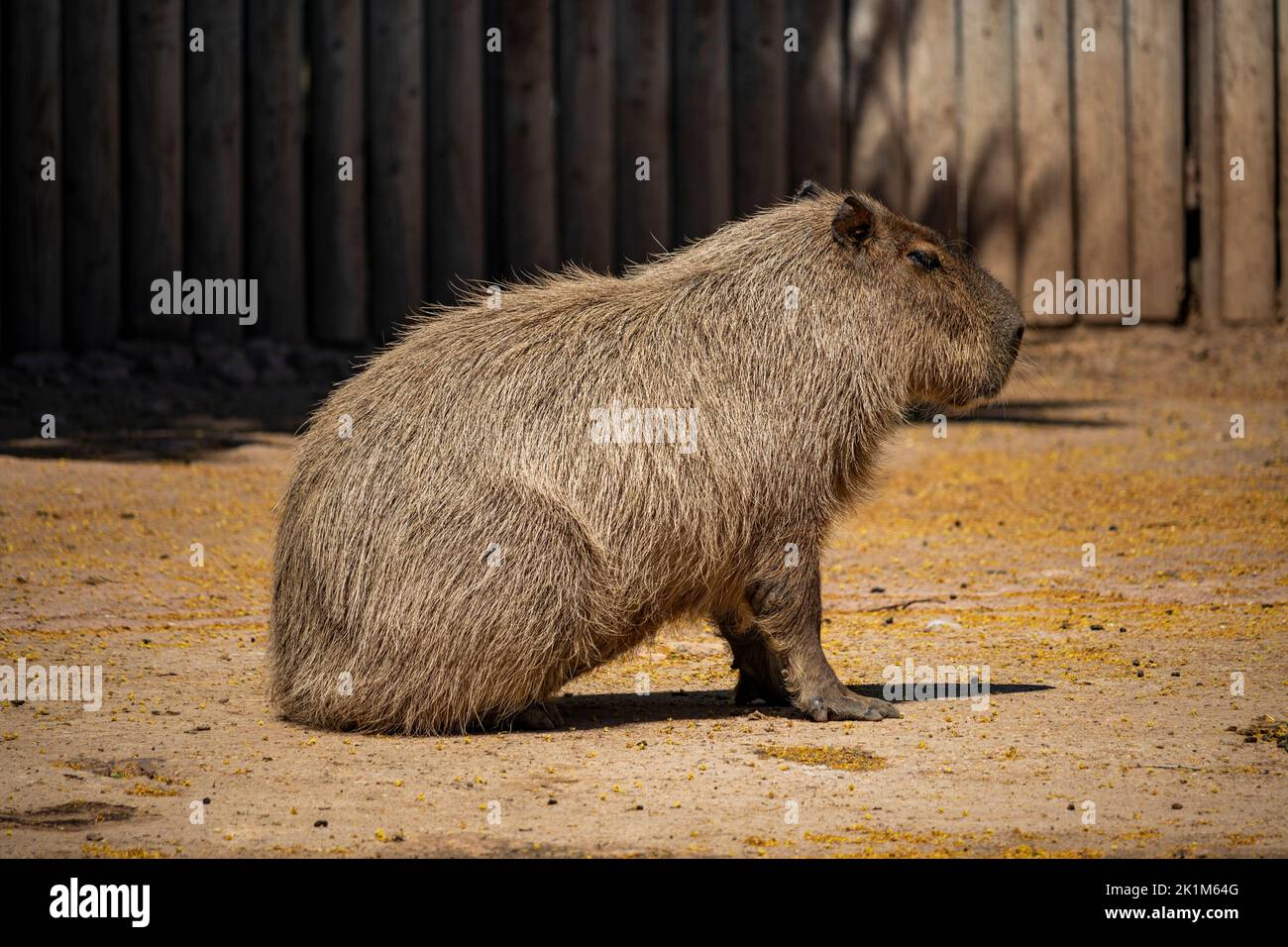 Eine große Capybara mit rotem und braunem Fell, im Profil gesehen, die auf ihren Hinterbeinen sitzt. Stockfoto