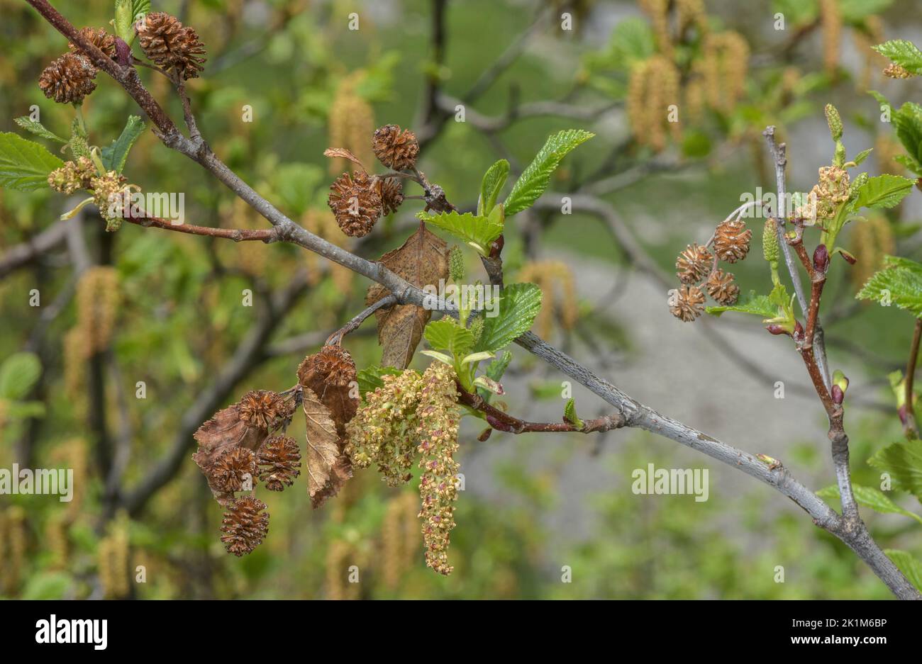 Grüne erle alnus viridis -Fotos und -Bildmaterial in hoher Auflösung ...