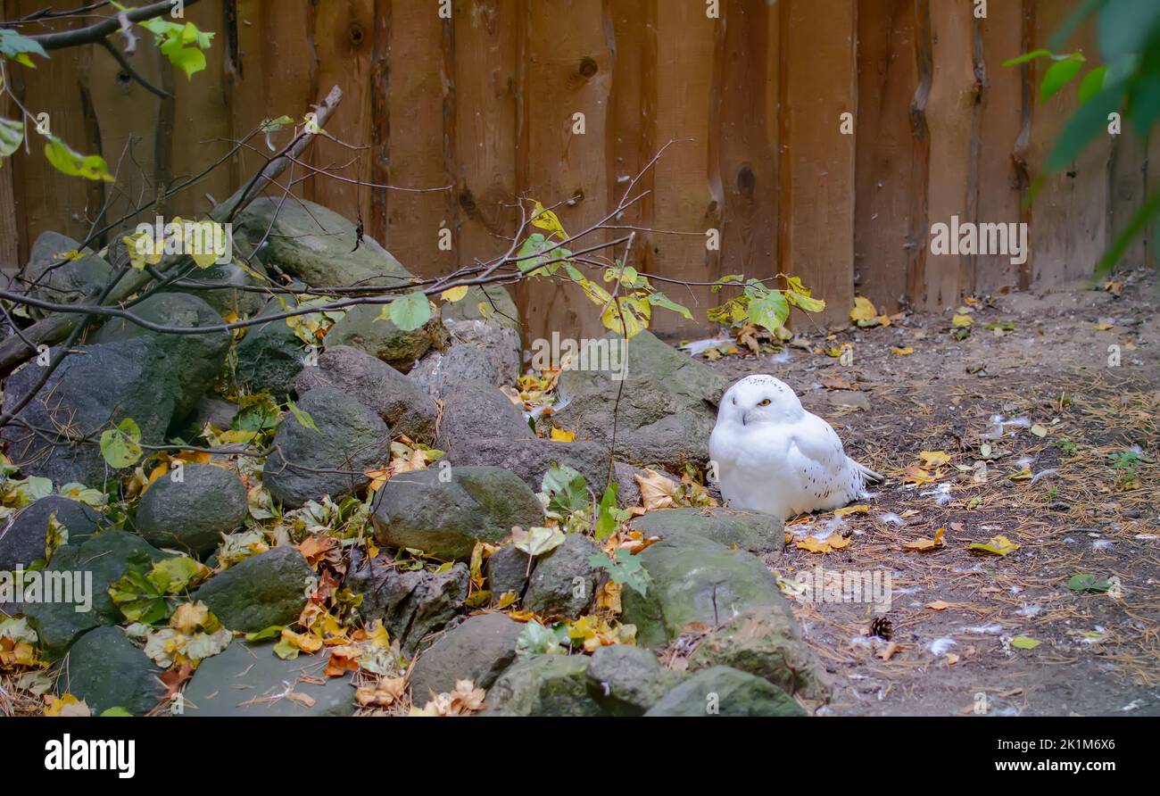 Weiße Schneeeule (Bubo scandiacus), auch bekannt als die Polareule, die weiße Eule und die Arktische Eule, die auf dem Boden sitzen. Stockfoto