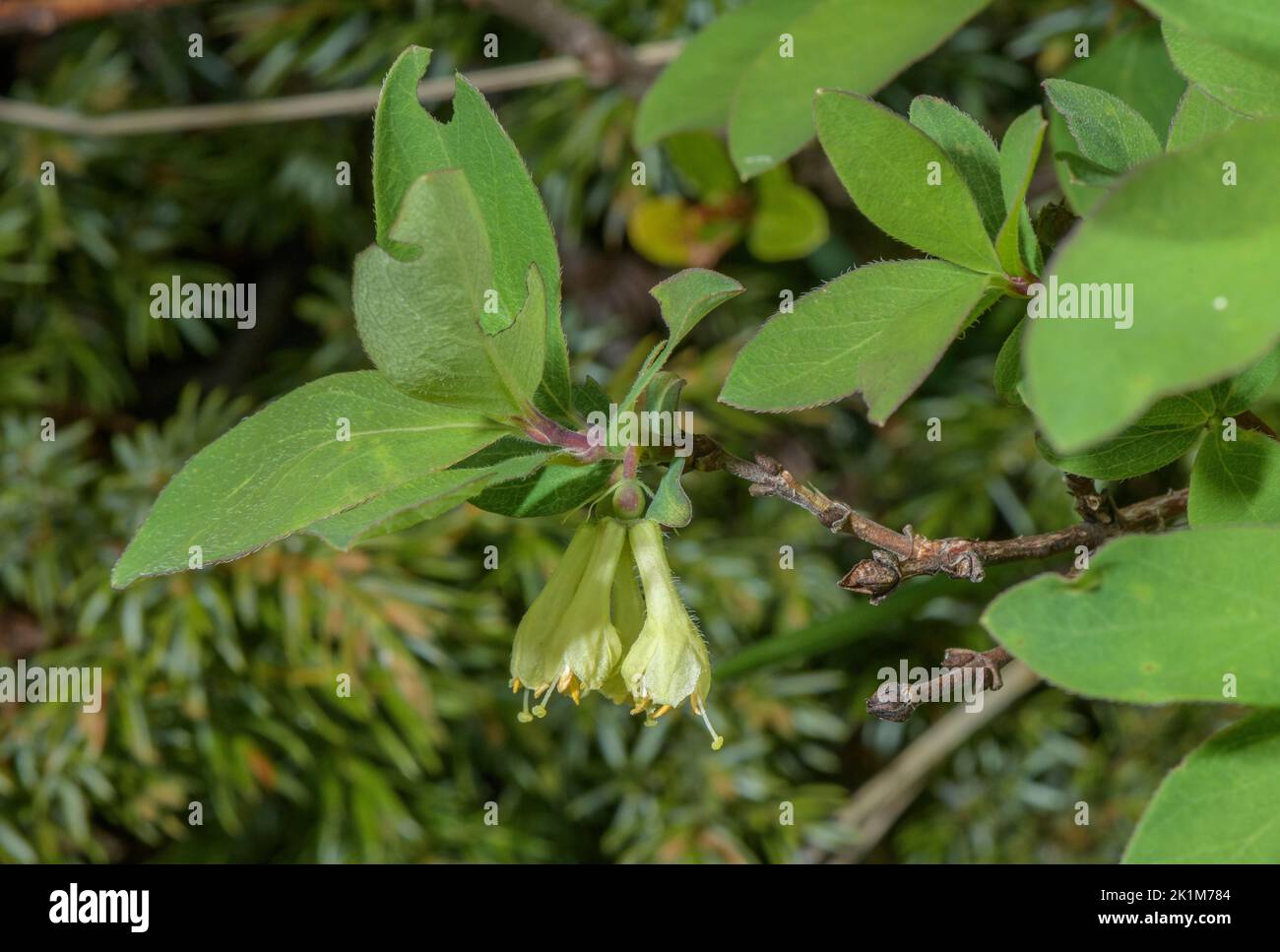 Blaues Geißbauch, Lonicera caerulea, blühend, Alpen. Stockfoto