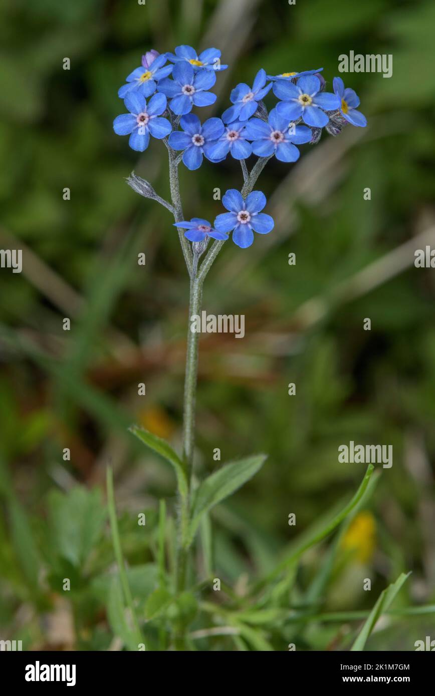 Alpine Forget-Me-Not, Myosotis alpestris, in Blüte in Kalkstein Weide. Stockfoto