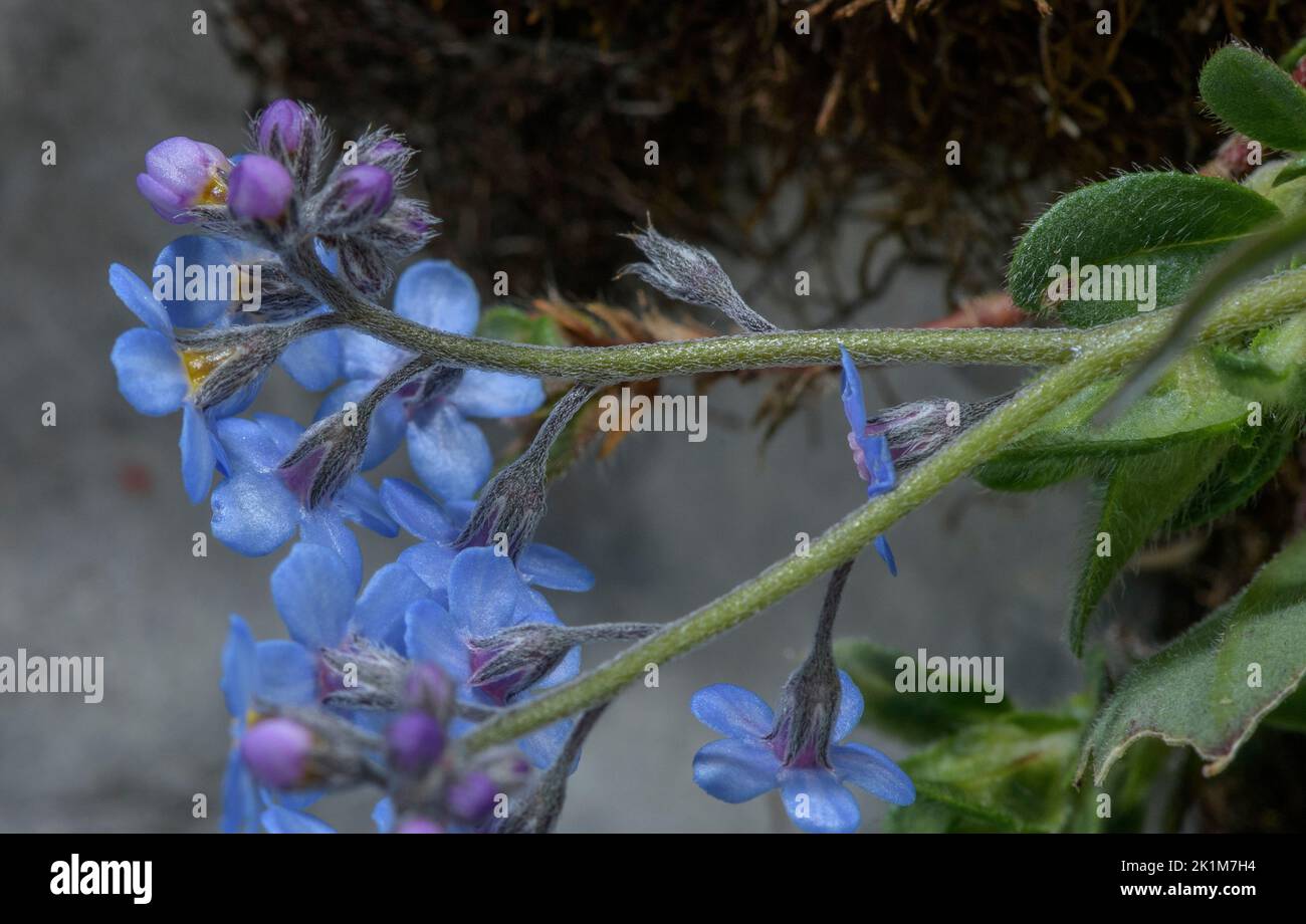 Detail des alpinen Vergissmeinnicht, Myosotis alpestris, in Blüte in Kalksteinweide. Stockfoto