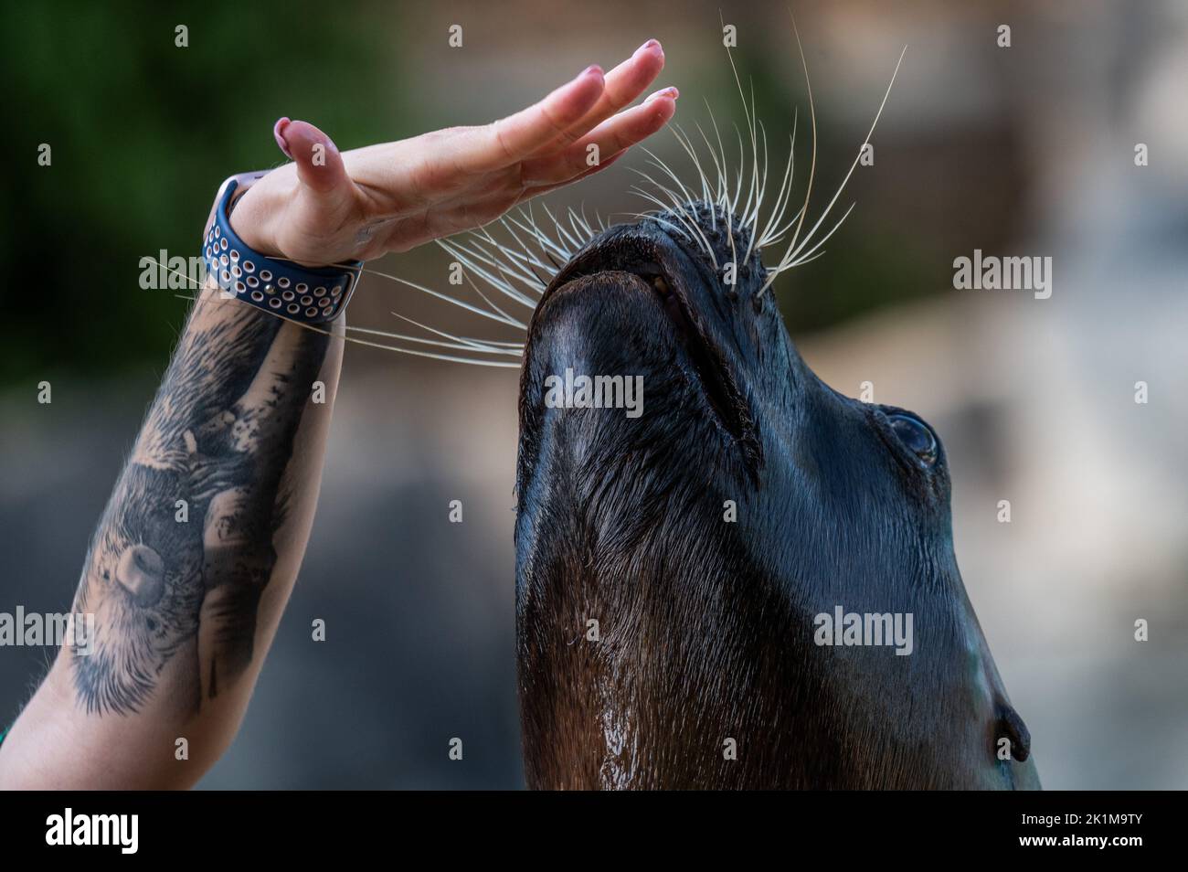 Ein tätowierte Arm eines Zooarbeiters wird während einer Vorstellung im Zoo von Madrid mit einem Seelöwen gesehen. Stockfoto