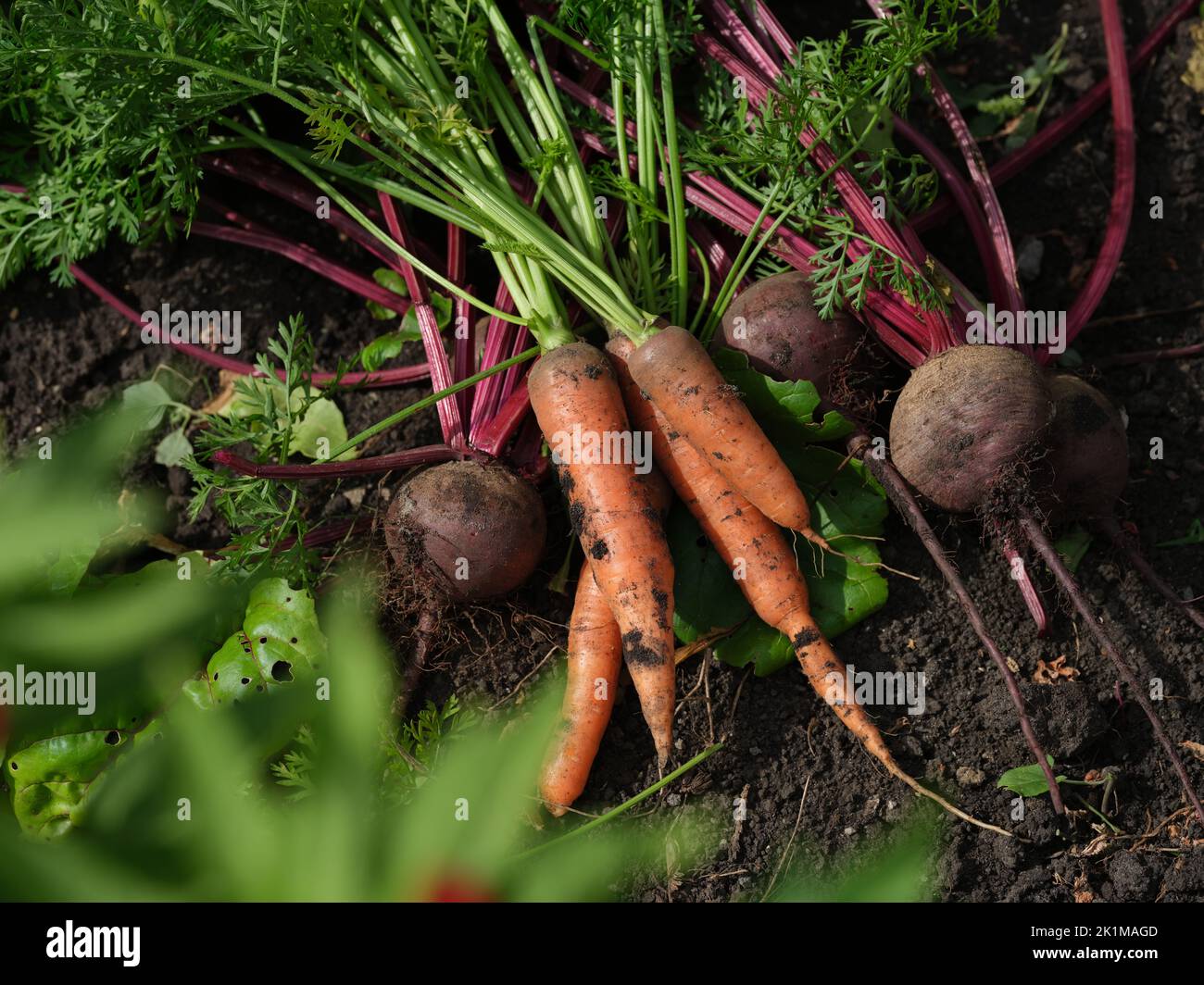 Frisch geerntete Bio-Rüben und Karotten liegen auf dem Boden. Nahaufnahme. Stockfoto