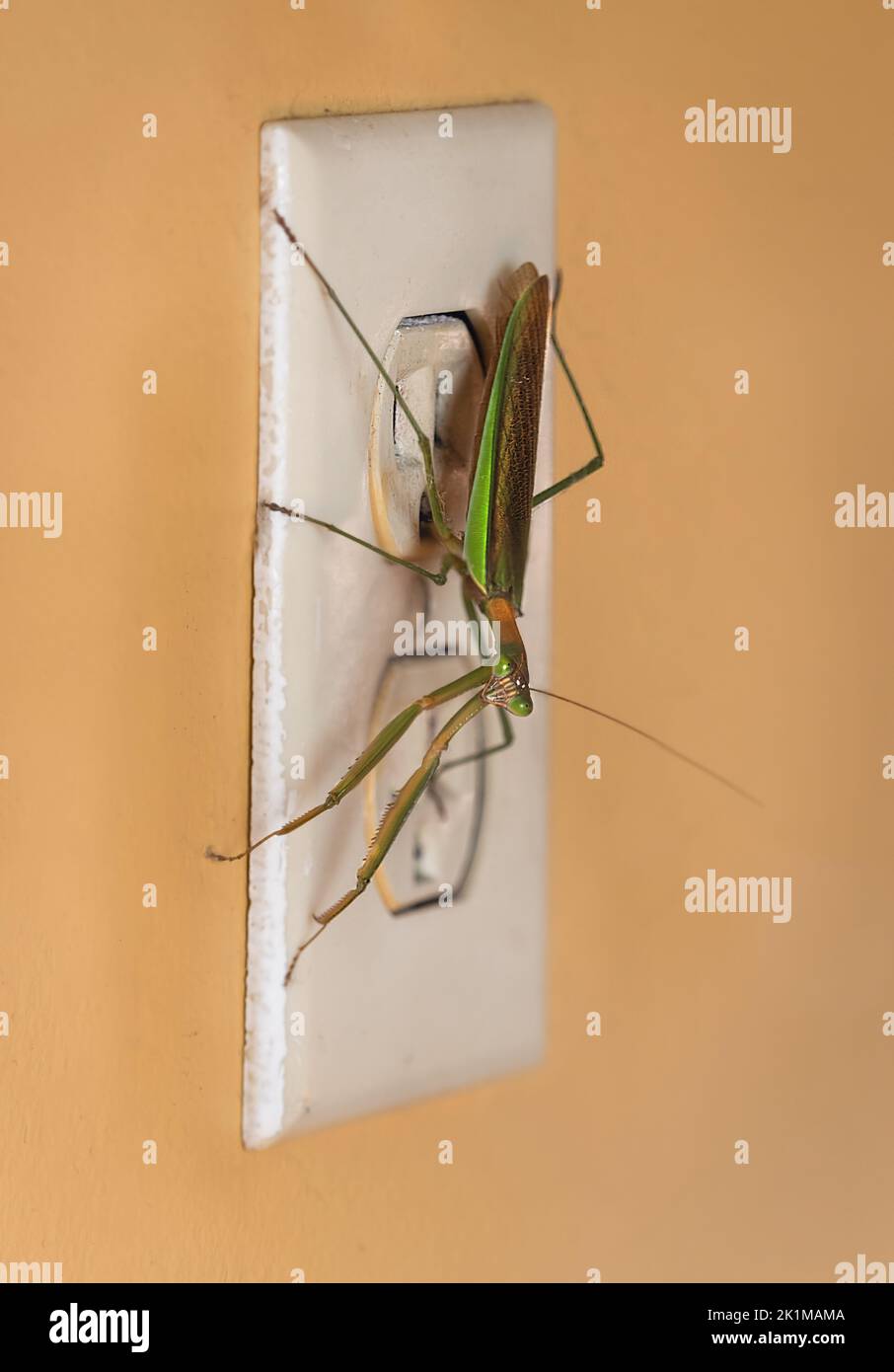 Eine grüne und kupferfarbene Gottesanbeterin sitzt auf einer schmutzigen Steckdose mit dem Kopf, der dem Betrachter zugewandt ist, pfirsichfarbene Wand, Pennsylvania Stockfoto