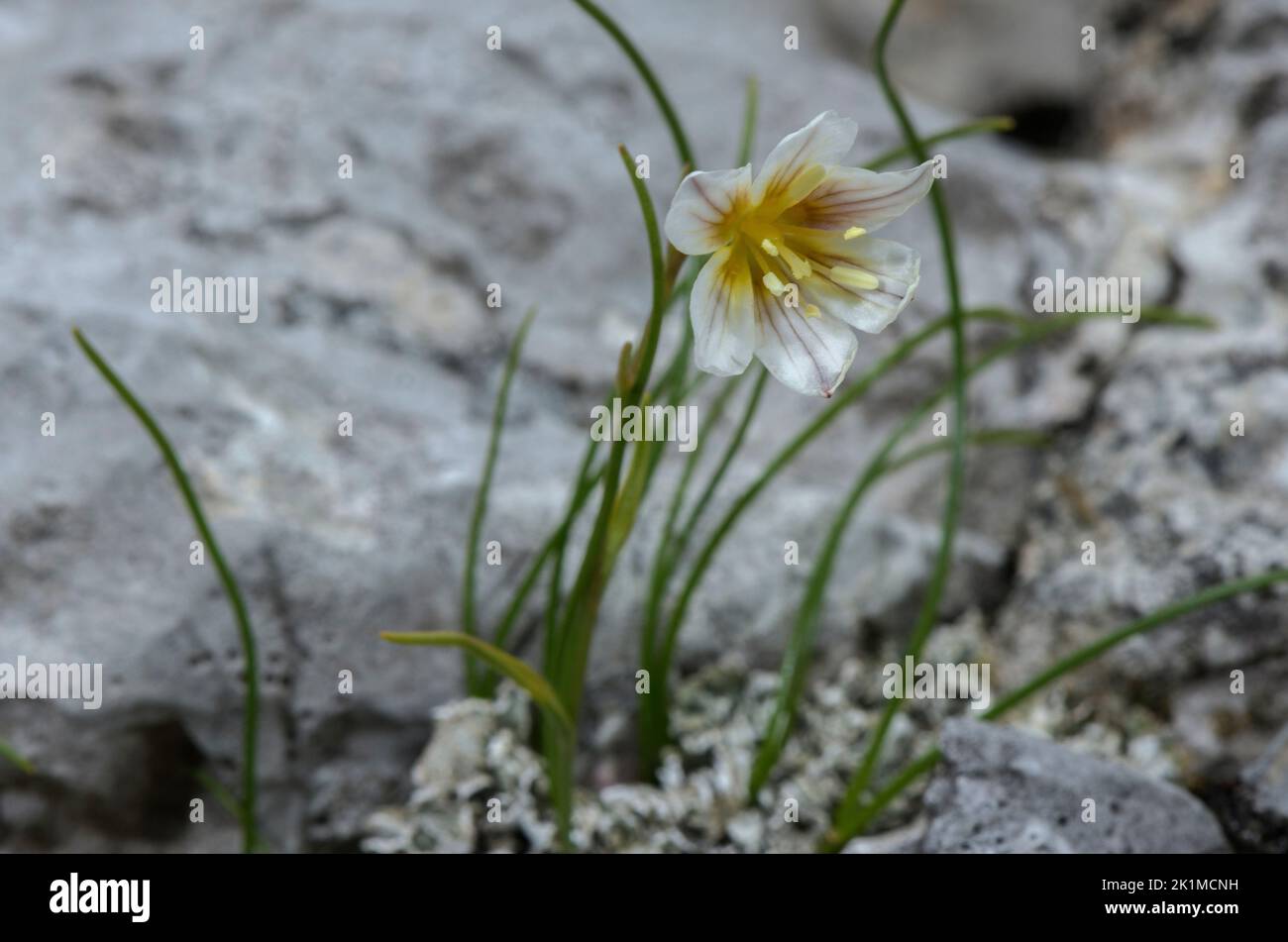 Schneeglöckchen, Gagea serotina, blühend. Stockfoto