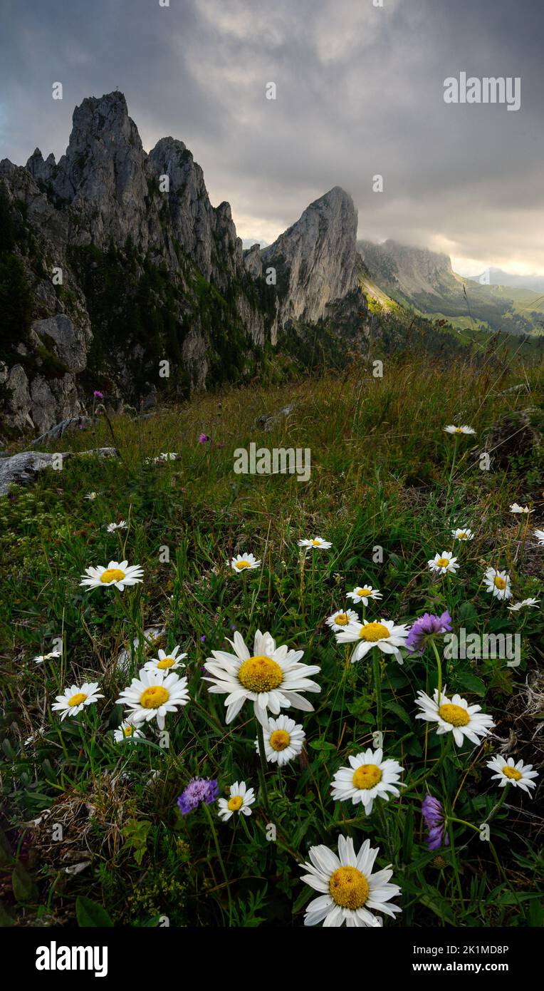 Blühende Gänseblümchen in den schweizer alpen Stockfoto
