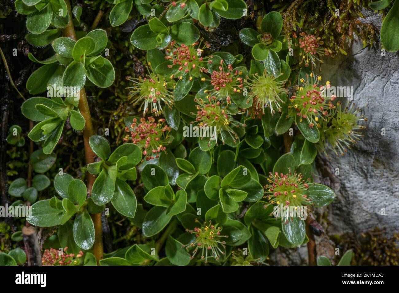 Alte Pflanze der stumpfblättrigen Weide, Salix retusa, mit männlichen