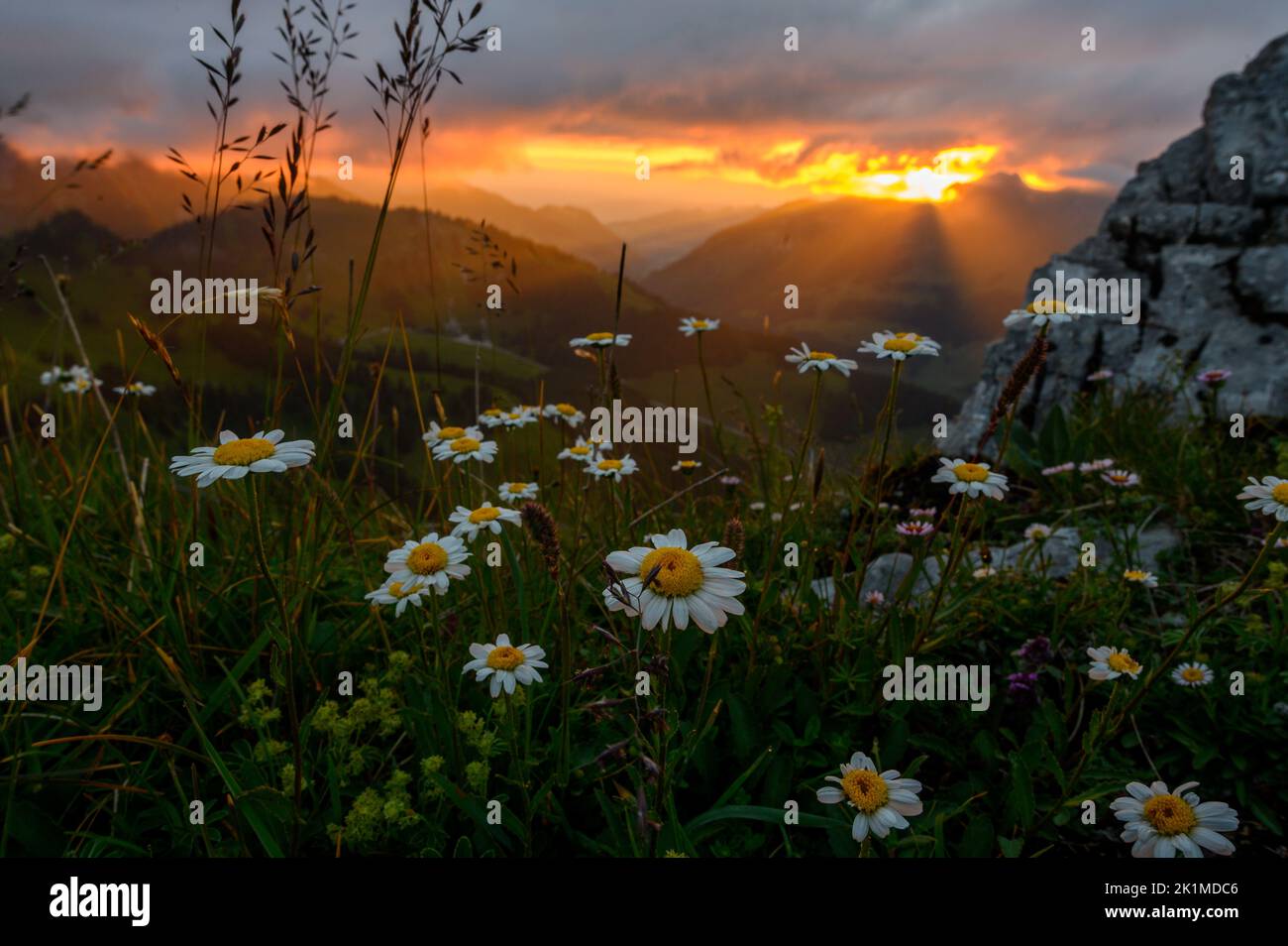 Dramatische Sonnenuntergangsstimmung mit tyndall-Effekt und blühenden Gänseblümchen in den alpinen Ausläufern von Freiburg Stockfoto