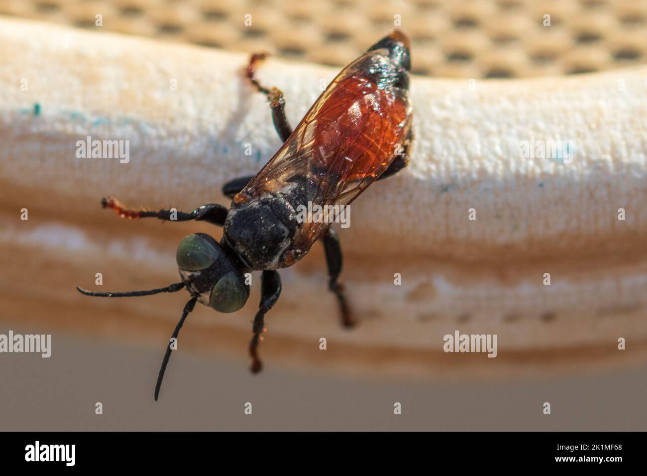 Tachytes sp, sandliebende Wespen Stockfoto