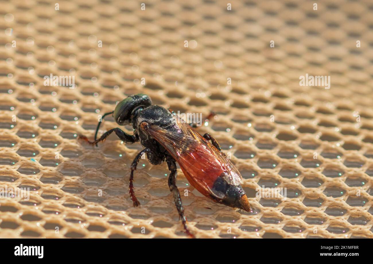 Tachytes sp, sandliebende Wespen Stockfoto