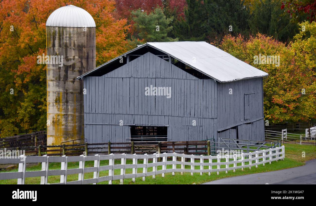 Leuchtend orange Blätter füllen den Himmel hinter Zementsilo. Scheune ist graues Holz mit Zinndach. Weißer Zaun läuft den Antrieb hinunter. Stockfoto