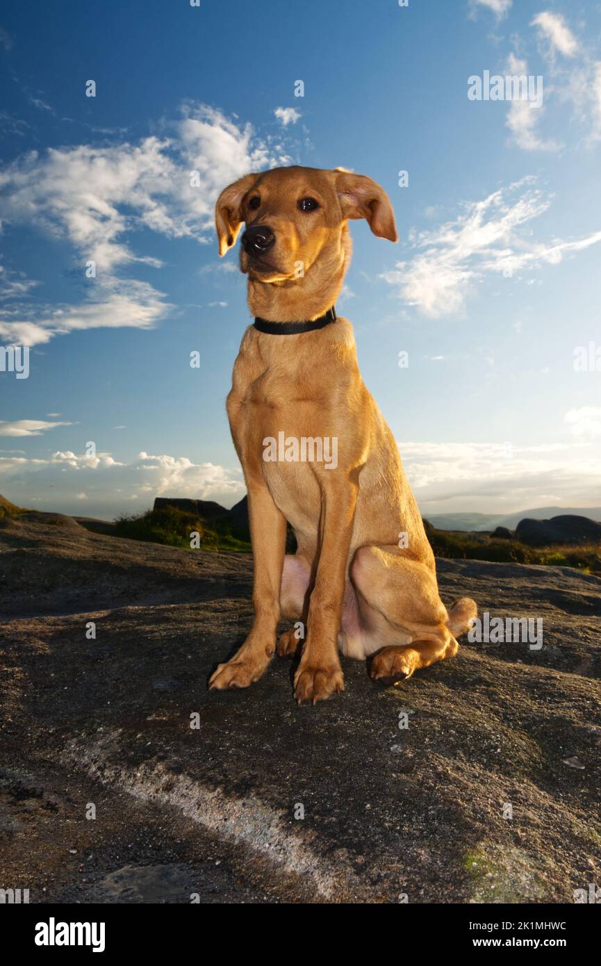 Red Fox Labrador Welpe, 5 Monate alt Stockfoto