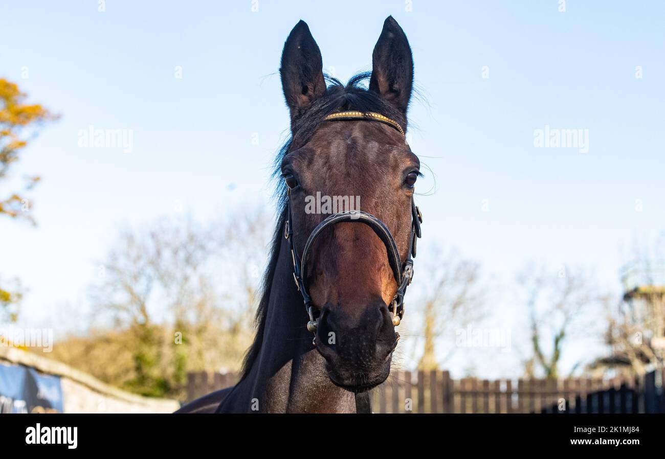 Saint Davy, der für £270.000 bei der 2021 Goffs Dezember P2P Verkauf auf Yorton Gestüt, Welshpool, Wales nach einem ersten 4-y-o P2P Sieg in Quakerstown verkauft. Stockfoto