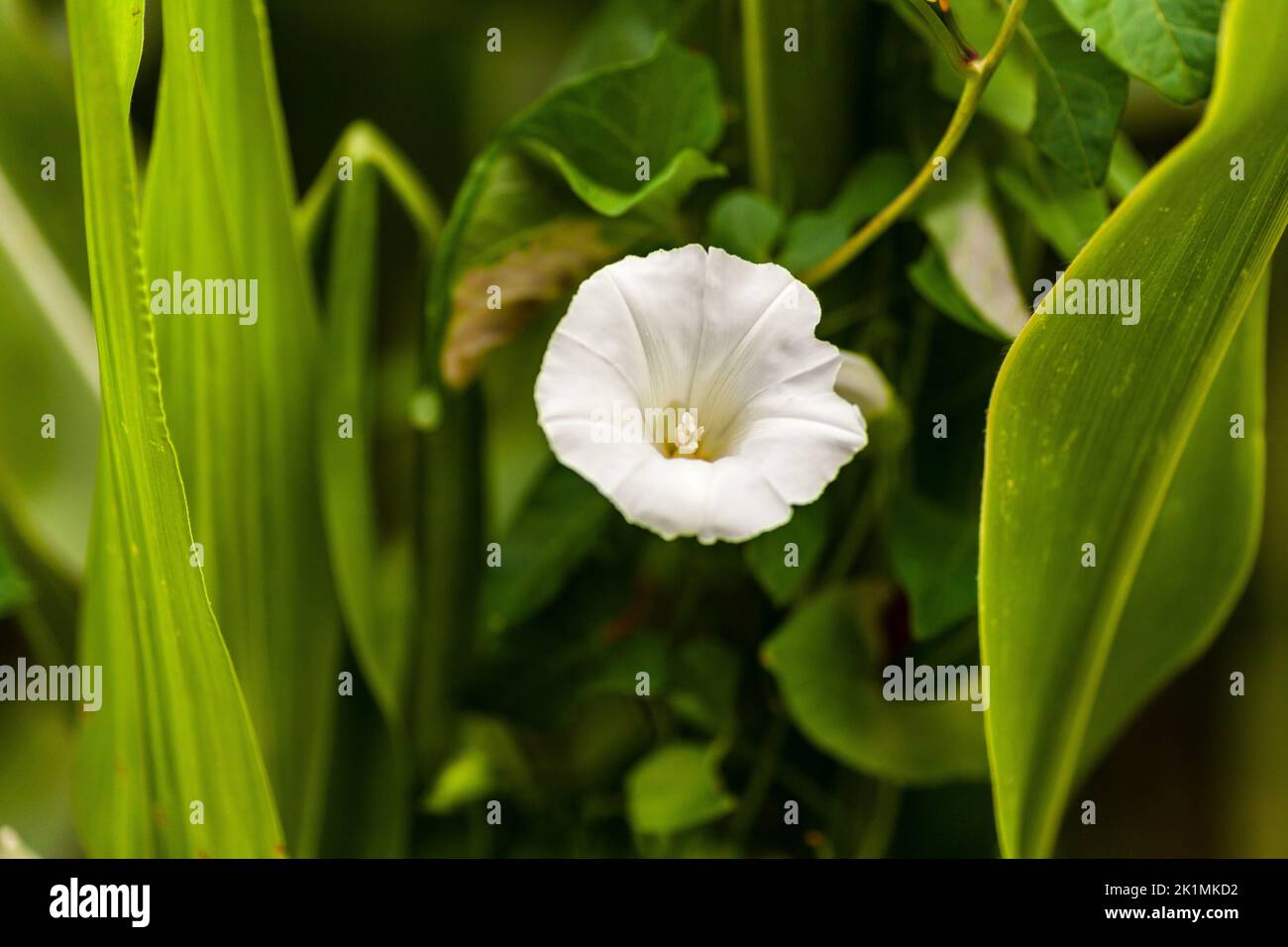 Nahaufnahme des weißen Convolvulus arvensis, der Feldbindweed, ist eine Art von Bindweed, die rhizomatös ist und in der Morning Glory Familie ist Stockfoto