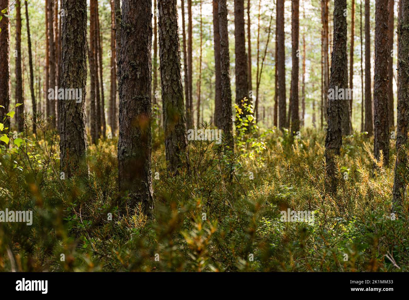 Kiefernwald bei morgendlicher Sonneneinstrahlung, Blick aus der unteren Ecke mit grünem Waldboden Stockfoto