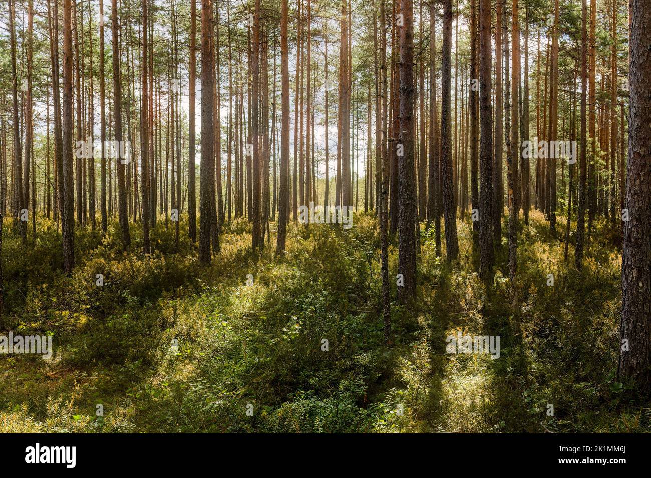 Kiefernwald mit grünem Waldboden und Lichtstrahlen zwischen den Bäumen Stockfoto