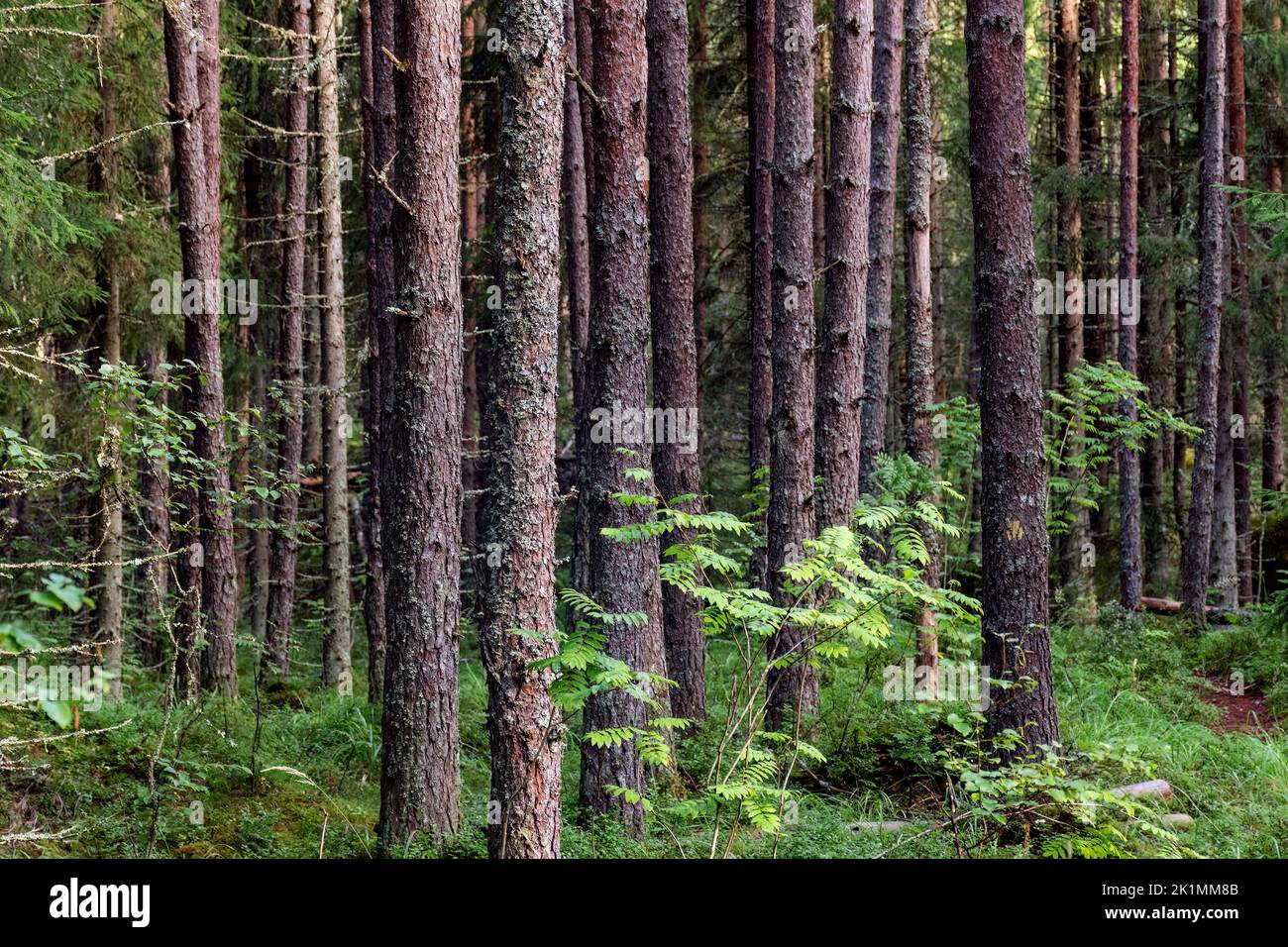 Nahaufnahme einer Gruppe von Kiefern in einem Wald in Finnland Stockfoto