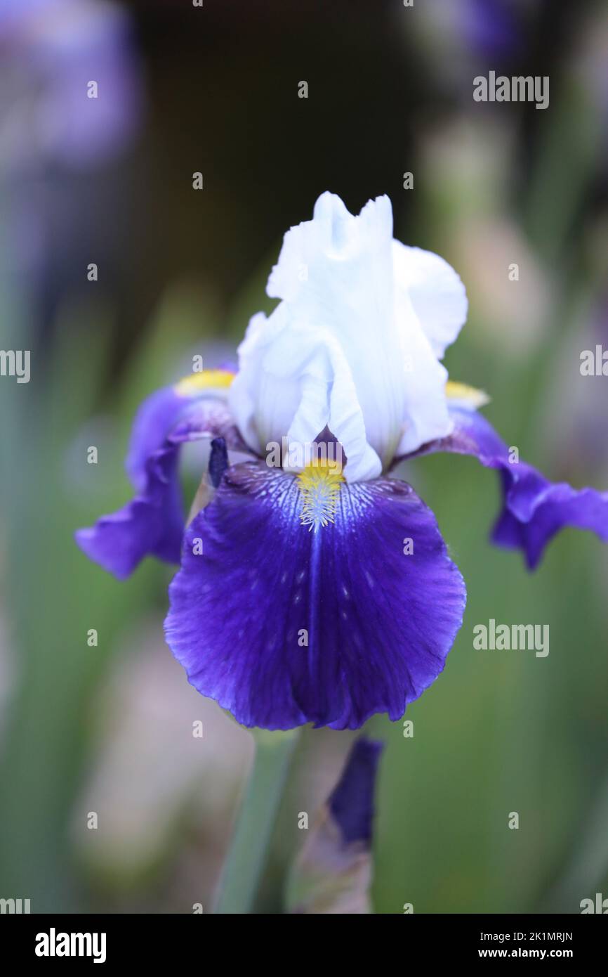 Eine einzelne, wunderschöne, purpurrot-weiße Tillamook Bay, Bearded Iris Blume, die im Frühjahr vor einem verschwommenen Hintergrund in Wisconsin, USA, blüht Stockfoto