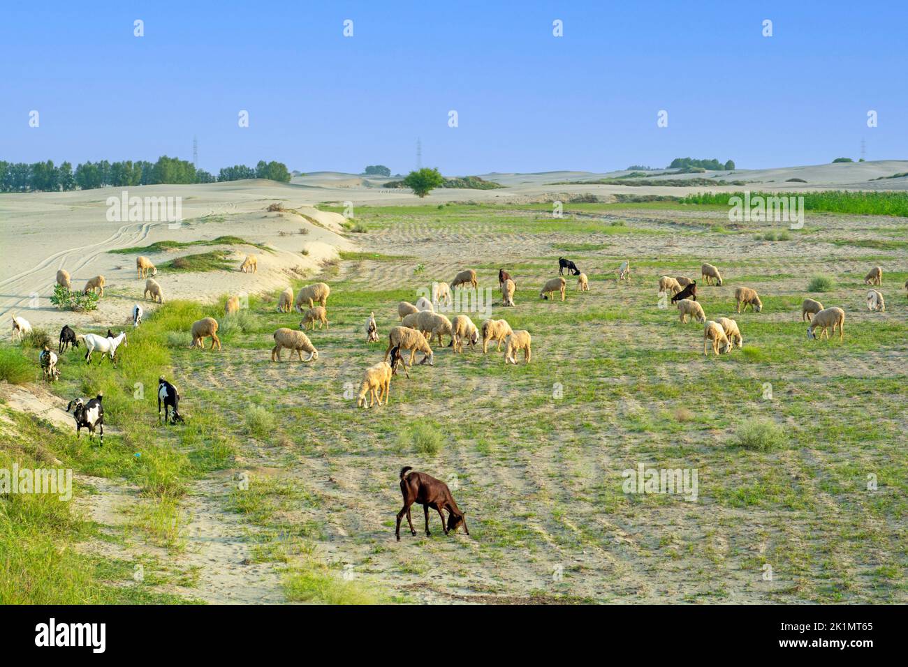 Schafherde, die in der Wüste Thar weiden Stockfoto
