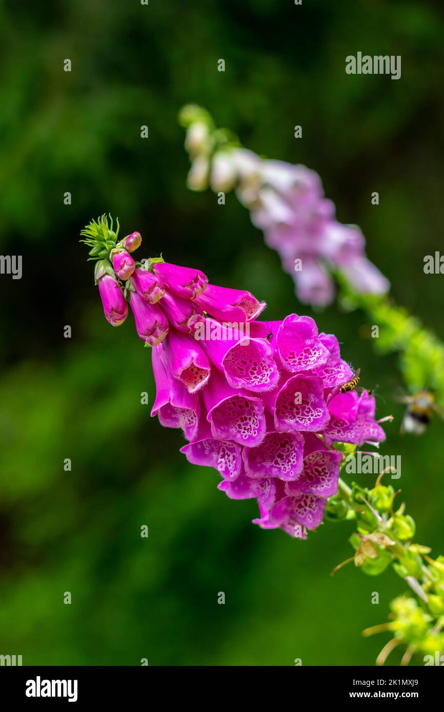 Rosa Fuchshandschuhblumen, Pflanze mit blühenden Blumen und grünen Knospen, auf einer Wiese, Nahaufnahme Stockfoto