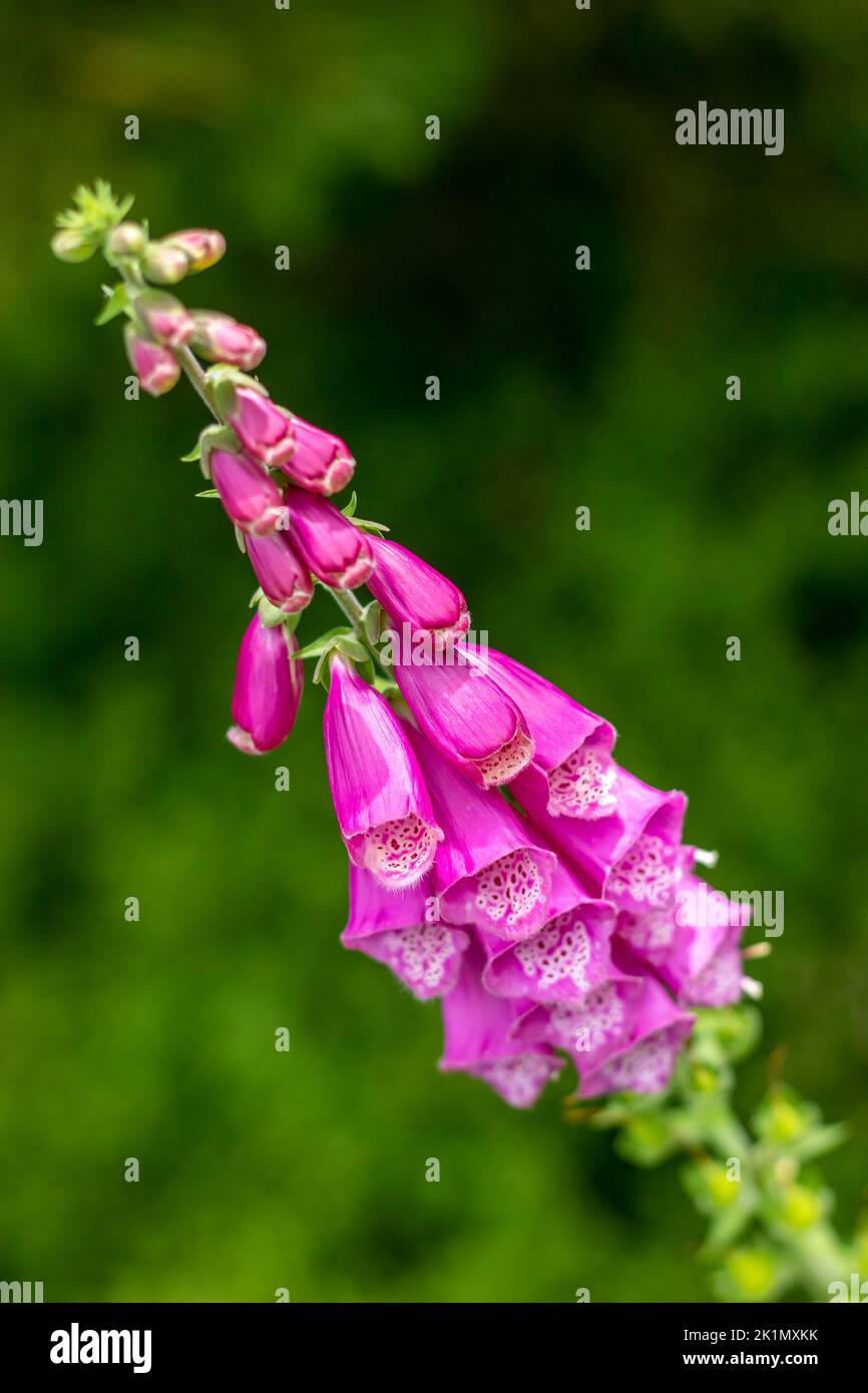 Rosa Fuchshandschuhblumen, Pflanze mit blühenden Blumen und grünen Knospen, auf einer Wiese, Nahaufnahme Stockfoto