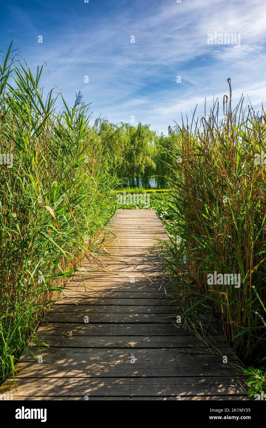 Kleiner Pier am See und hohes Gras Stockfoto