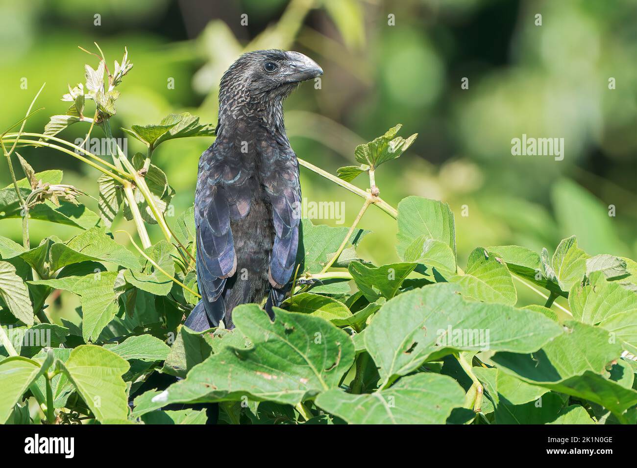 Glattschnabel-Ani, Crotophaga Ani, Single Bird thront auf Vegetation, Pantanal, Brasilien Stockfoto
