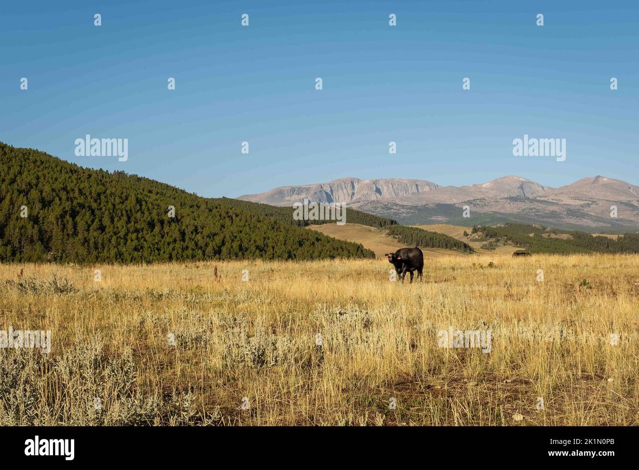 Malerischer Blick auf die Big Horn Mountains mit einer Black Angus Heifer, die im gelben Präriegras launte. Stockfoto