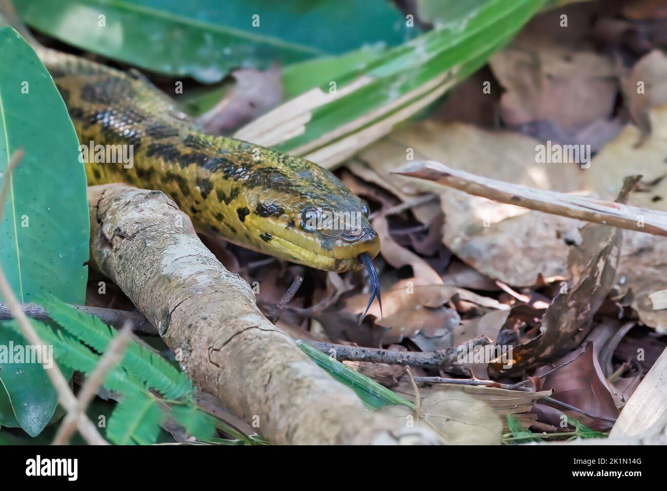 Gelbe Anakonda, Eunectes notaeus, einzelne Schlange, die sich auf Blattstreu am Boden bewegt, Pantanal, Brasilien Stockfoto