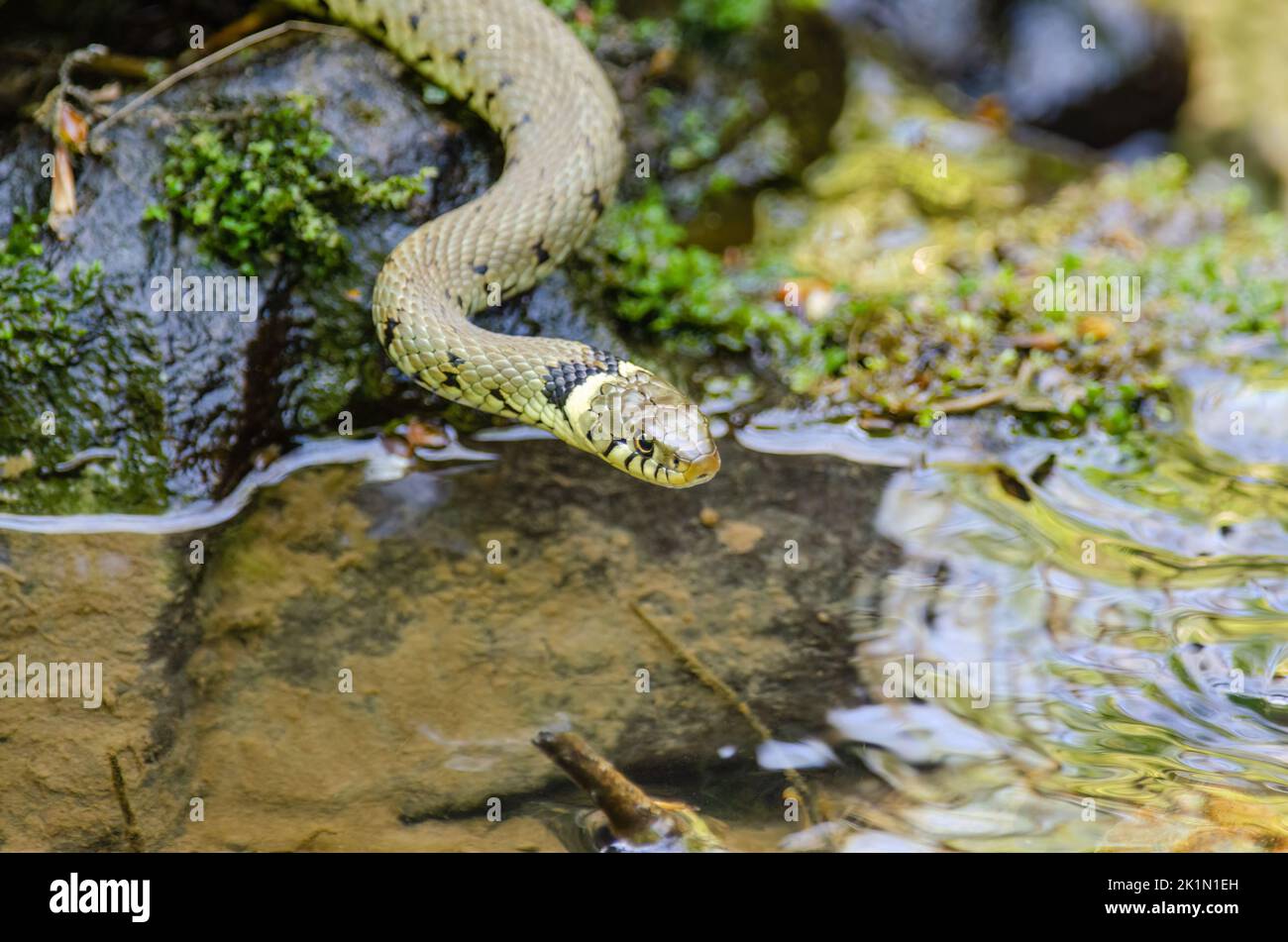 Grasschlange, Natrix natrix, die in einen Pool eintritt. Stockfoto