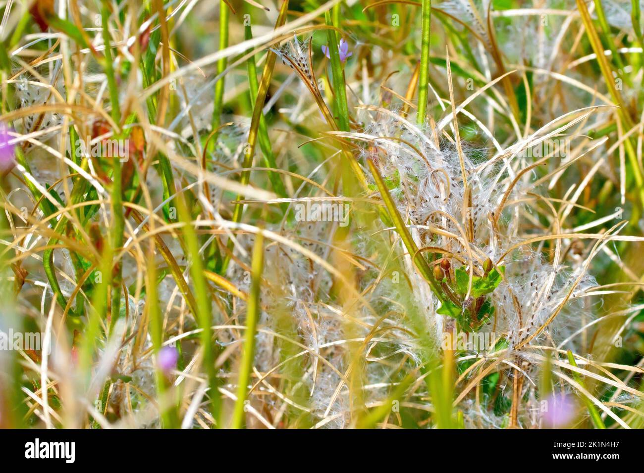 Nahaufnahme einer der vielen Arten kleinblühiger Willowherb (epilobium), als ihre Samenschoten beginnen sich zu Spalten und Hunderte von federleichten Samen freisetzen. Stockfoto