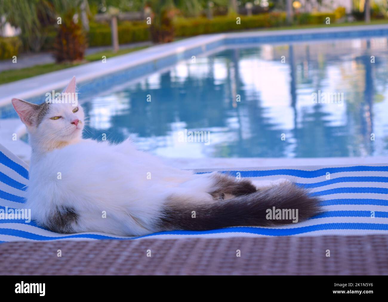 Lustige Katze mit noblen Look ruht im Hotel am Pool. Stockfoto