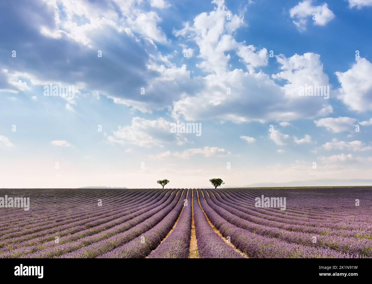 Konvergente Reihen eines Lavendelfeldes in der Provence südlich von Frankreich Stockfoto