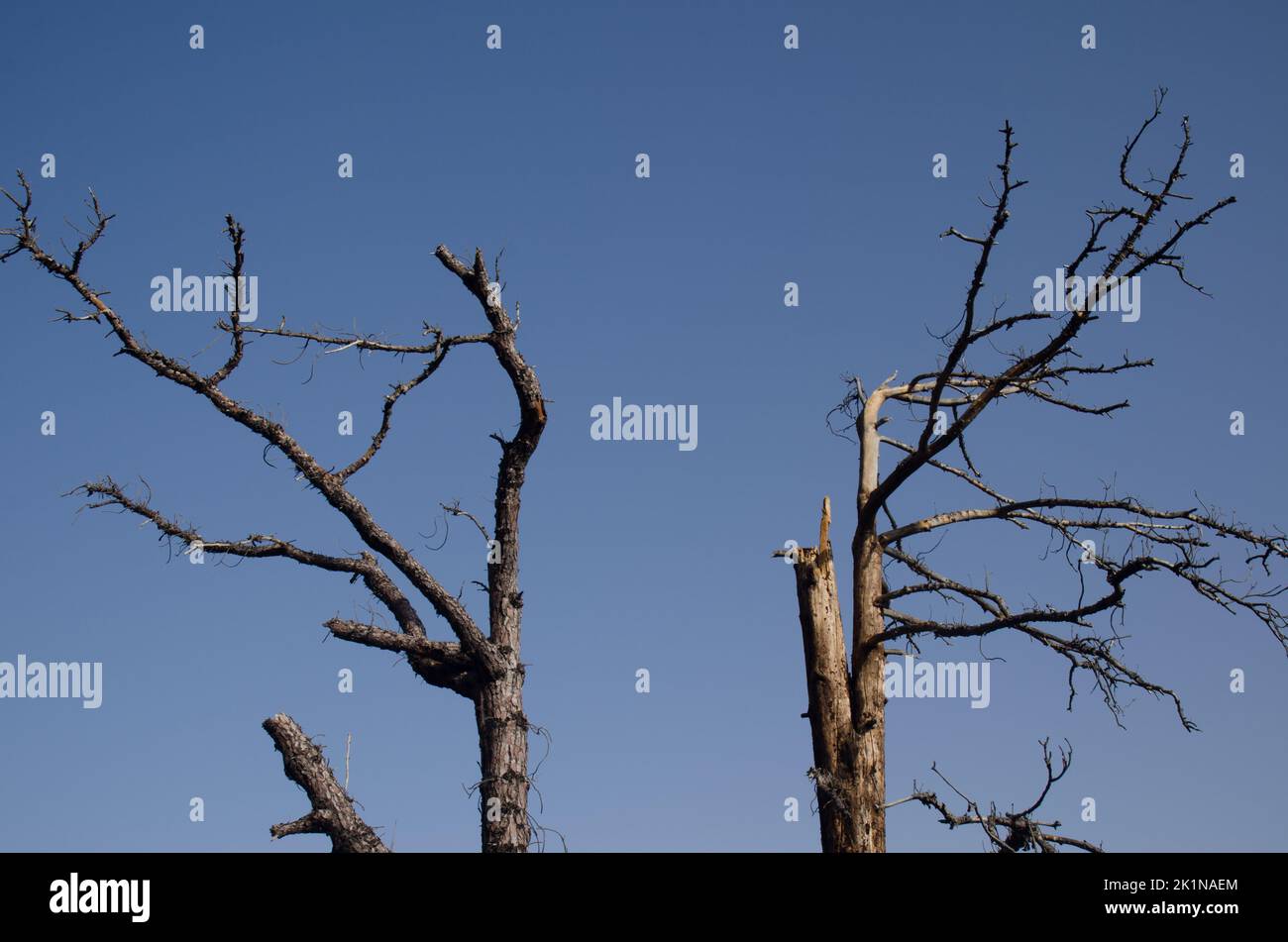 Die toten Kiefern der Kanarischen Inseln Pinus canariensis. Integral Natural Reserve von Inagua. Gran Canaria. Kanarische Inseln. Spanien. Stockfoto